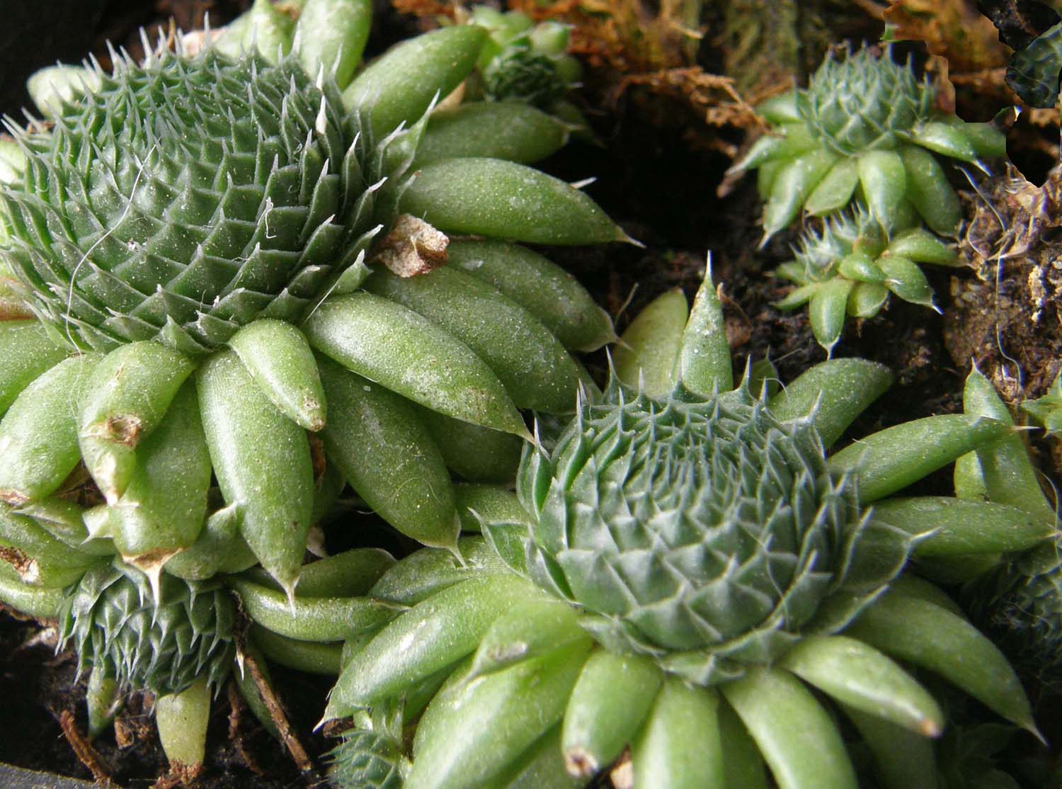 Succulenta dalla Mongolia - Orostachys spinosa